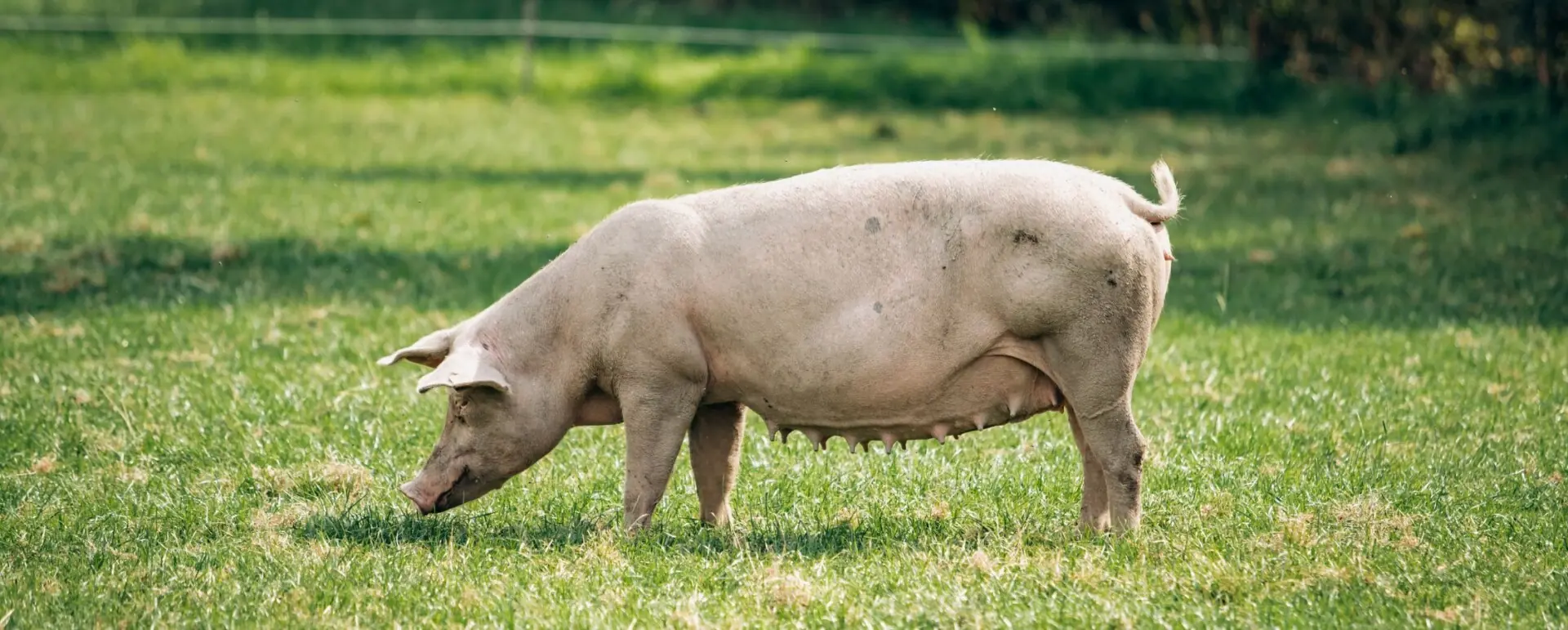 COMO ESCOLHER SUA BANHA DE PORCO?