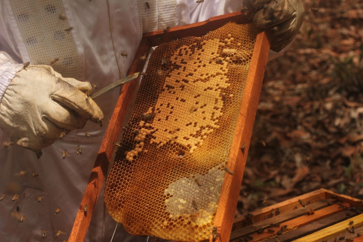 Favo de Mel Puro - Florada de Acácia - Casa Roncador - 500g -1