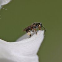 Mel de Emerina - Abelhas Nativas - MBee - 40ml Mel de Emerina - Abelhas Nativas - MBee - 40ml