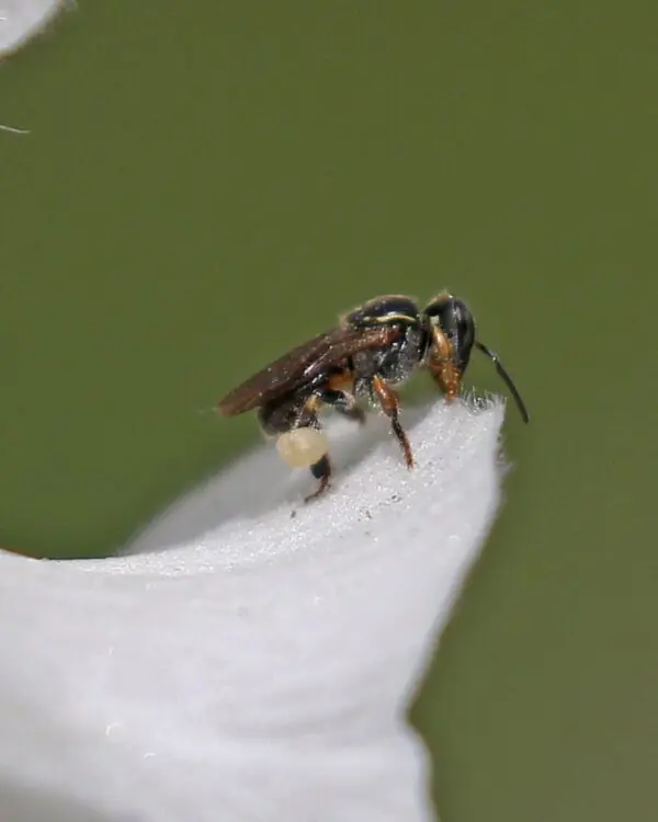 Mel de Emerina - Abelhas Nativas - MBee - 40ml