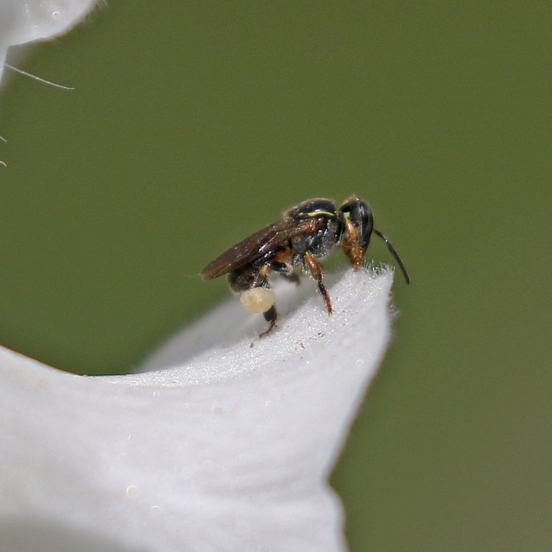 Mel de Emerina - Abelhas Nativas - MBee - 40ml Mel de Emerina - Abelhas Nativas - MBee - 40ml