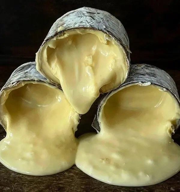 Três unidades abertas de queijo cremoso Morro Azul envoltos em madeira escorrendo de forma muito apetitosa.