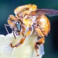 Mel de Uruçu-Amarela - Abelhas Nativas - MBee - 40ml