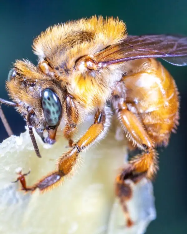 Mel de Uruçu-Amarela - Abelhas Nativas - MBee - 40ml Mel de Uruçu-Amarela - Abelhas Nativas - MBee - 40ml