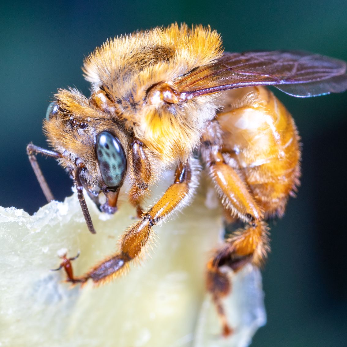 Mel de Uruçu-Amarela - Abelhas Nativas - MBee - 40ml