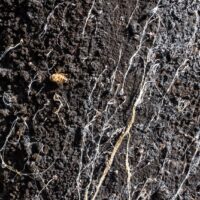 Mel de Melato de Bracatinga - MBee - 50g -1