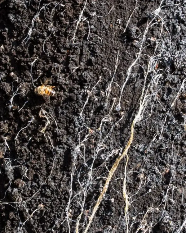 Mel de Melato de Bracatinga - MBee - 50g -1