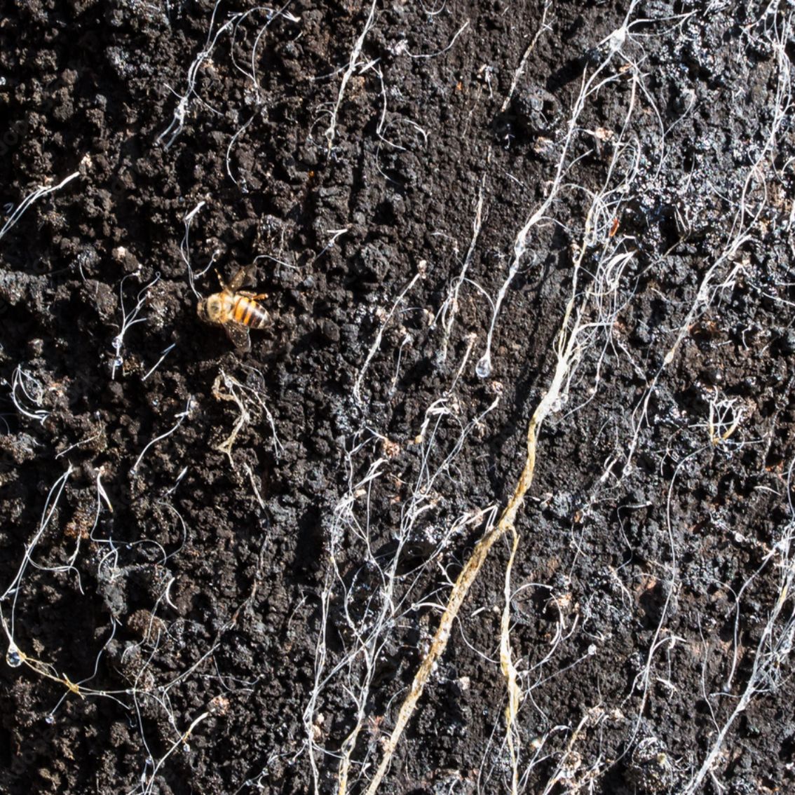 Mel de Melato de Bracatinga - MBee - 50g -1