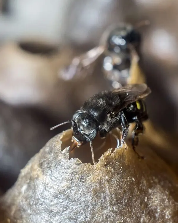 Mel de Mandaçaia - Abelhas Nativas - MBee - 40ml -1