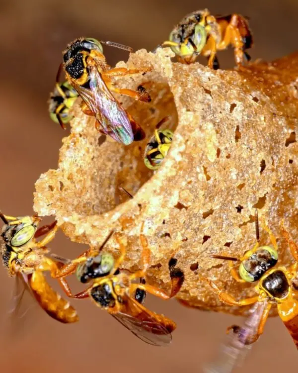 Mel de Jataí - Abelhas Nativas - MBee - 40ml -1 Mel de Jataí - Abelhas Nativas - MBee - 40ml -1