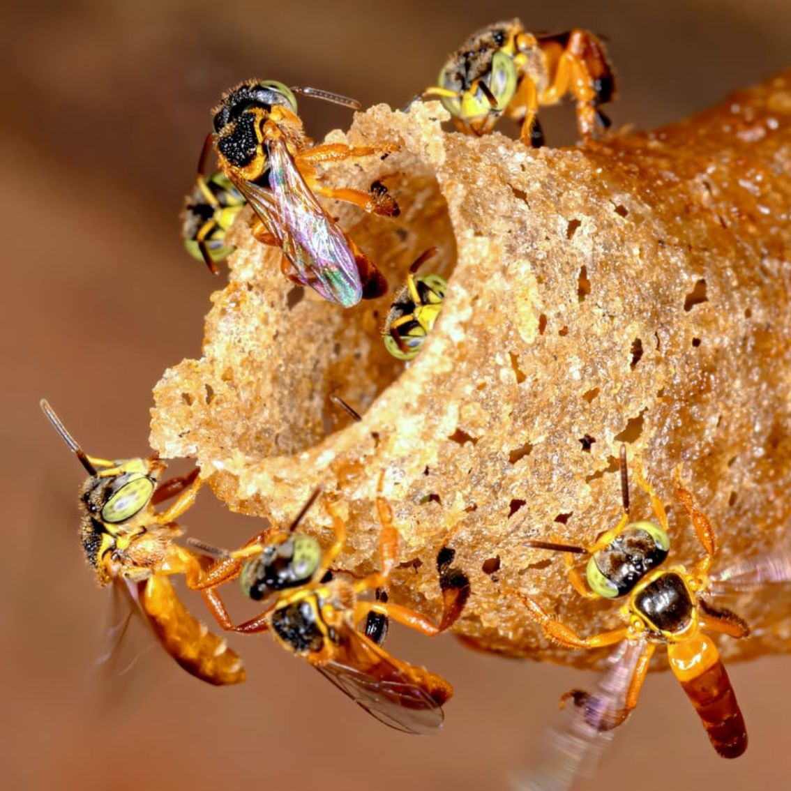 Mel de Jataí - Abelhas Nativas - MBee - 40ml -1 Mel de Jataí - Abelhas Nativas - MBee - 40ml -1