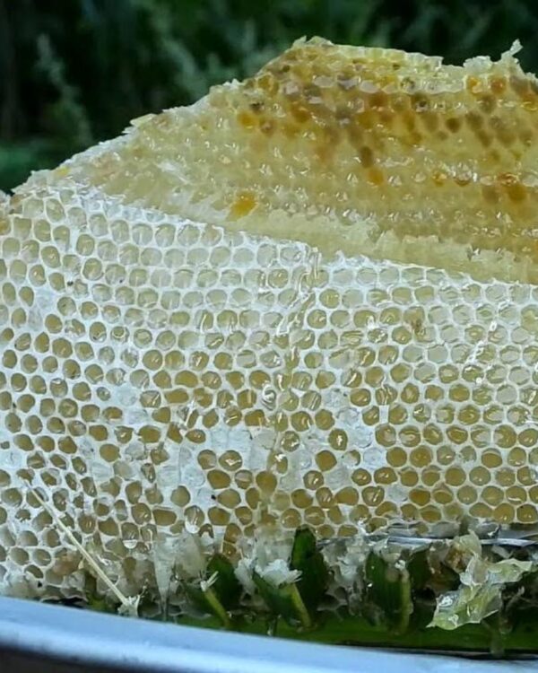 Mel Branco Cânions Gaúchos