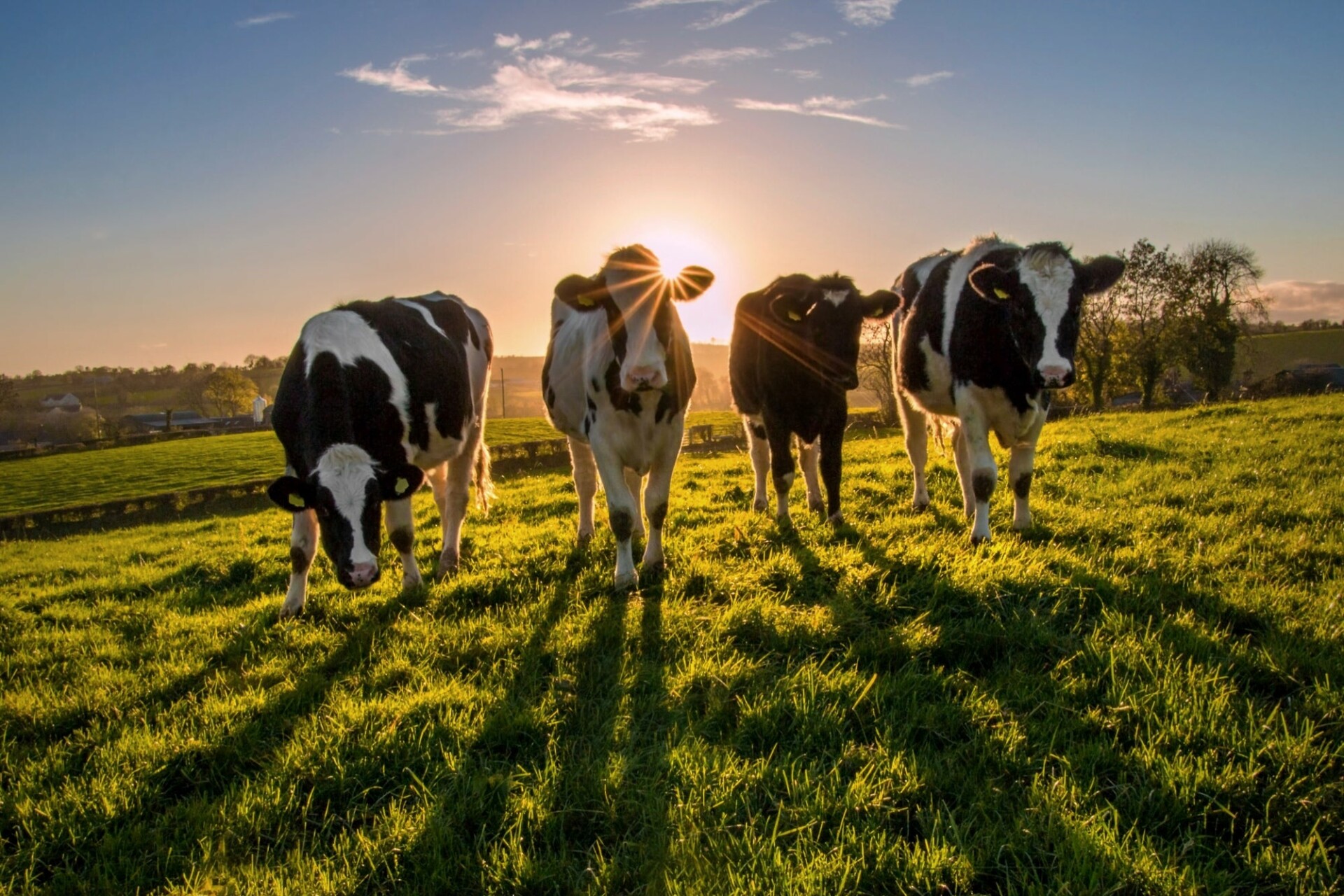 Queijo Parmesão Artesanal Brasileiro: Uma Joia da Gastronomia Nacional - 8 Sustentabilidade e práticas éticas na produção de queijos artesanais