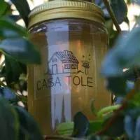 Mel de Uruçu-Amarela – Abelhas Nativas