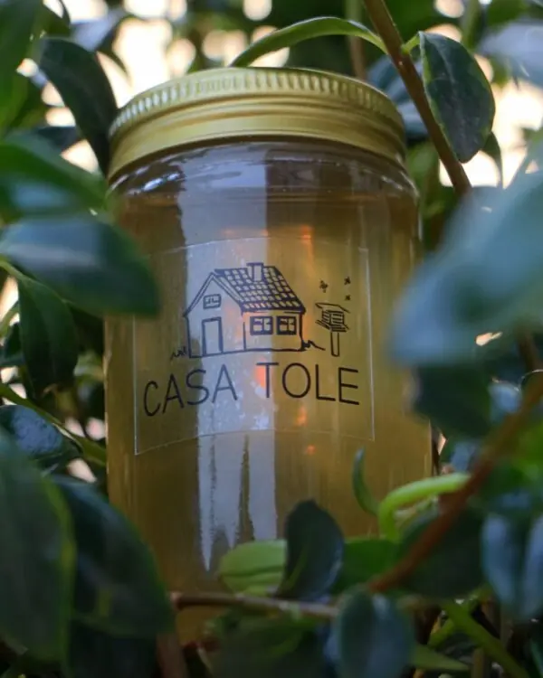 Mel de Uruçu-Amarela – Abelhas Nativas