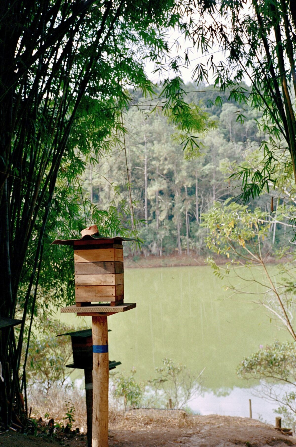 Mel de Uruçu-Amarela - Abelhas Nativas - Casa Tole - 100ml -1