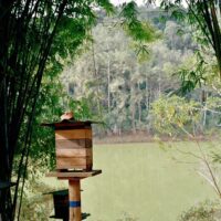 Mel de Uruçu-Amarela - Abelhas Nativas - Casa Tole - 100ml -1