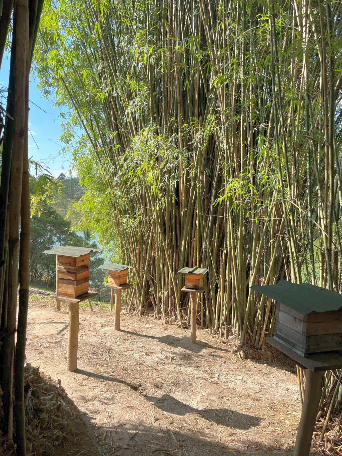 Mel de Uruçu-Amarela - Abelhas Nativas - Casa Tole - 100ml -2