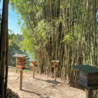 Mel de Uruçu-Amarela - Abelhas Nativas - Casa Tole - 100ml -2