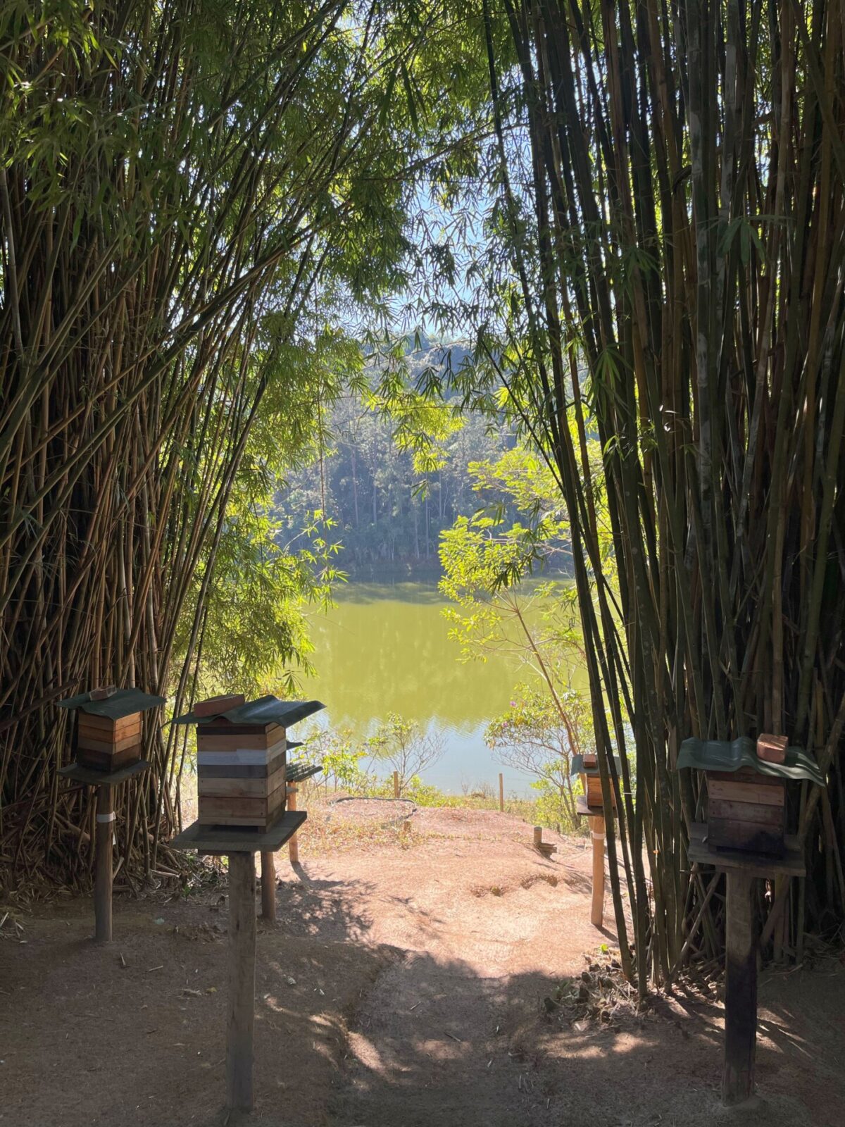 Mel de Uruçu-Amarela - Abelhas Nativas - Casa Tole - 100ml -3