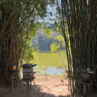 Mel de Uruçu-Amarela - Abelhas Nativas - Casa Tole - 100ml -3