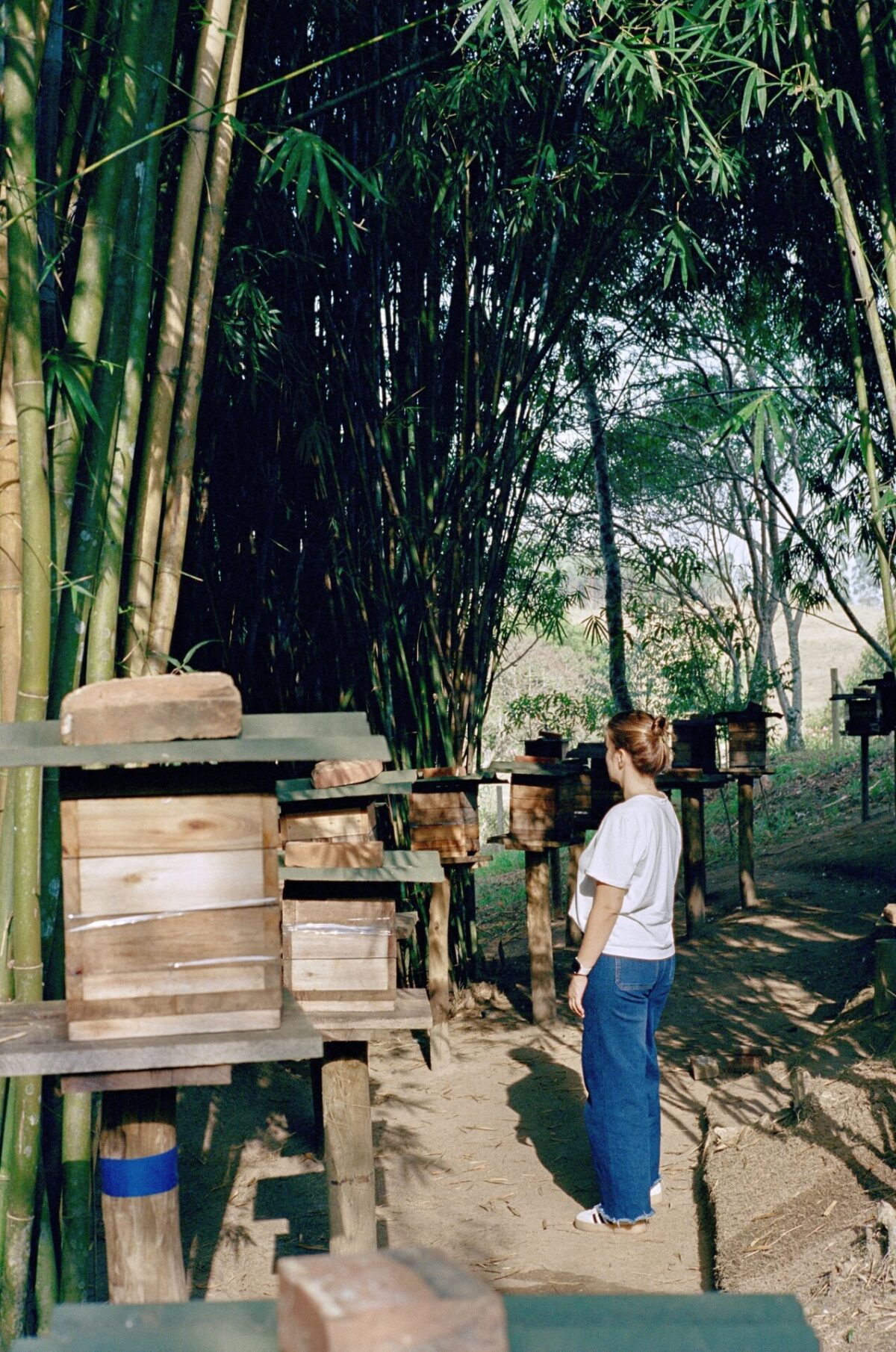 Mel de Uruçu-Amarela - Abelhas Nativas - Casa Tole - 100ml -4