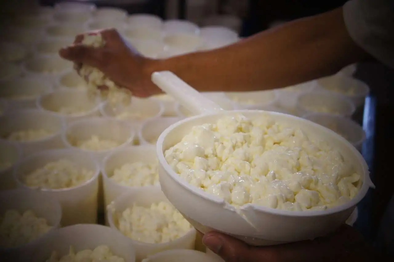 O que é o Queijo Tulha e como ele é feito: O Guia Completo - 2 Processo de produção artesanal do Queijo Tulha na Fazenda Atalaia: colocação manual da massa de queijo em formas circulares