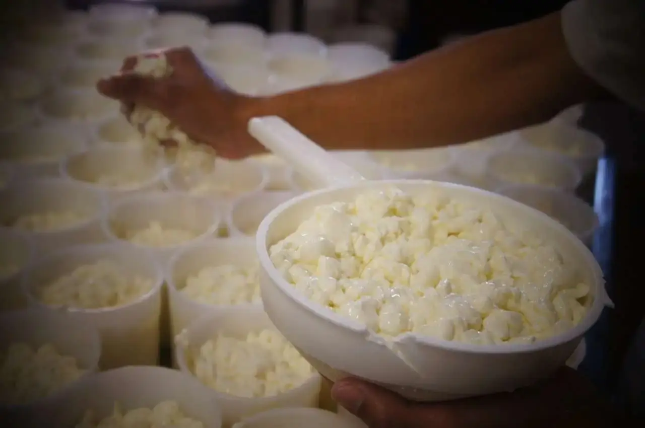 Processo de produção artesanal do Queijo Tulha na Fazenda Atalaia: colocação manual da massa de queijo em formas circulares