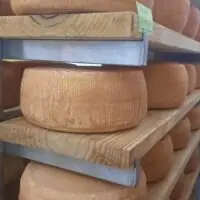 Queijo Foggeta - Terra Limpida
