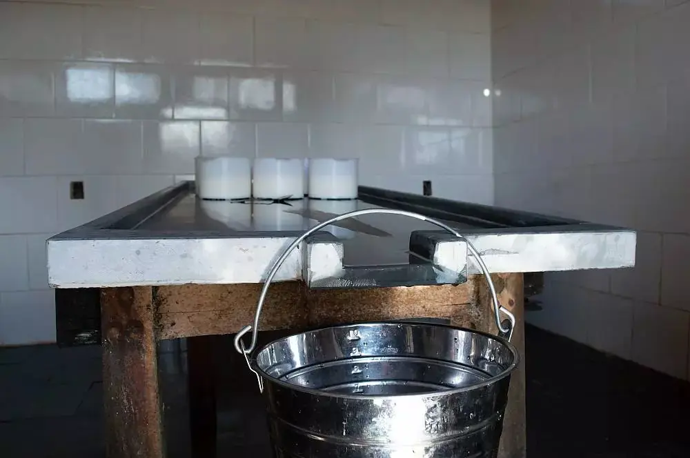 Coleta do pingo, o fermento natural selvagem que carrega a identidade microbiológica da queijaria.