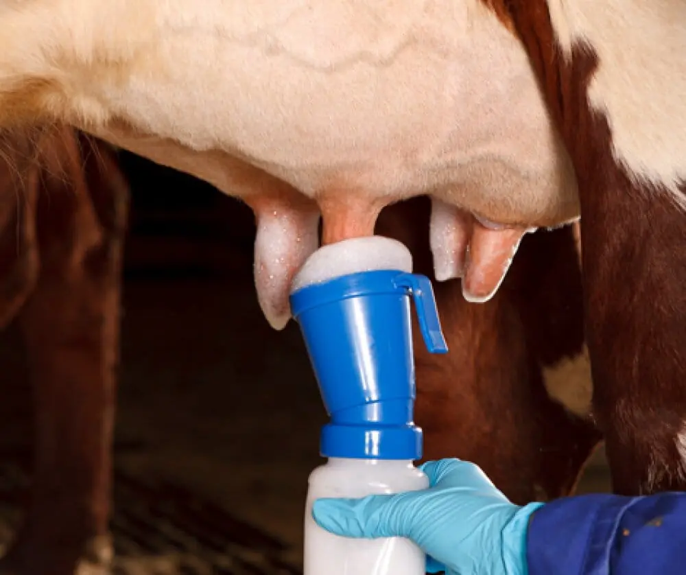 Aplicação de solução antisséptica nos tetos da vaca com caneca de pré-dipping, antes da ordenha