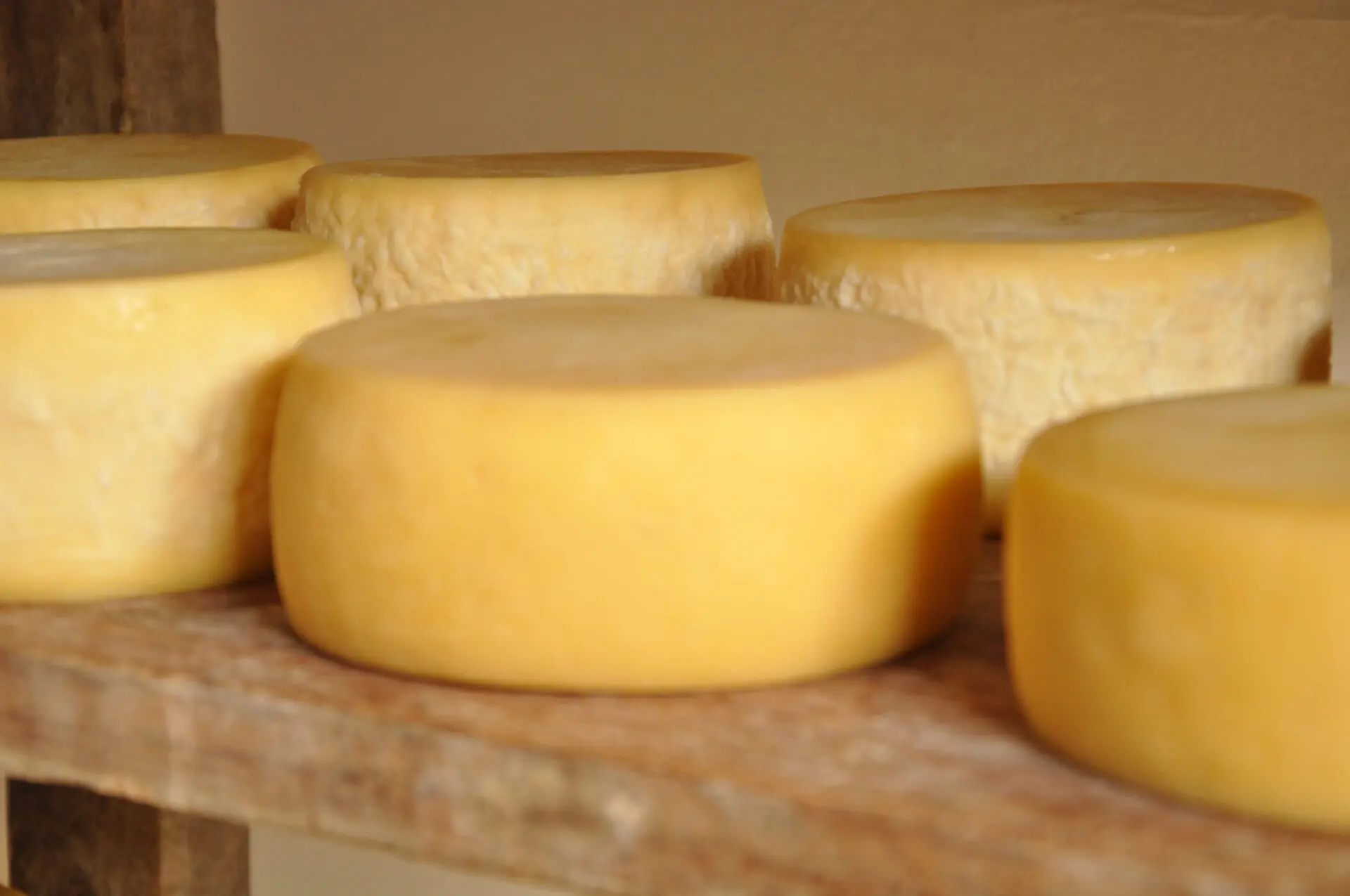 Queijos de leite cru maturando em prateleira de madeira em câmara de cura