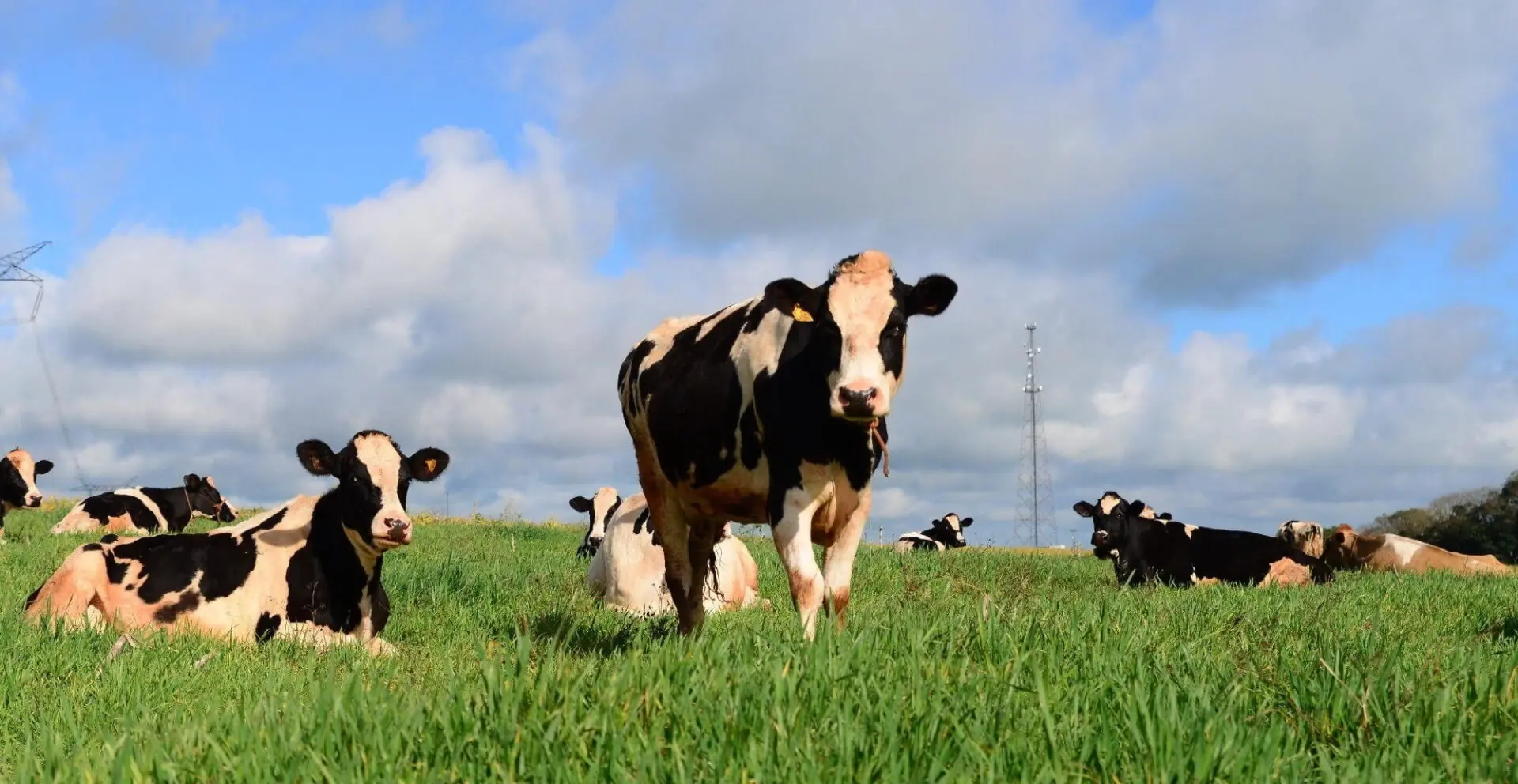 Gado a pasto em fazenda produtora de queijo artesanal de leite cru
